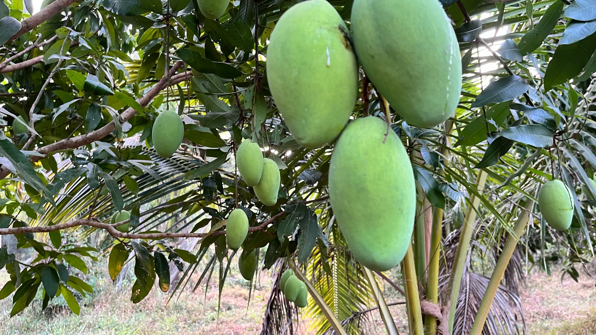 อรชุน