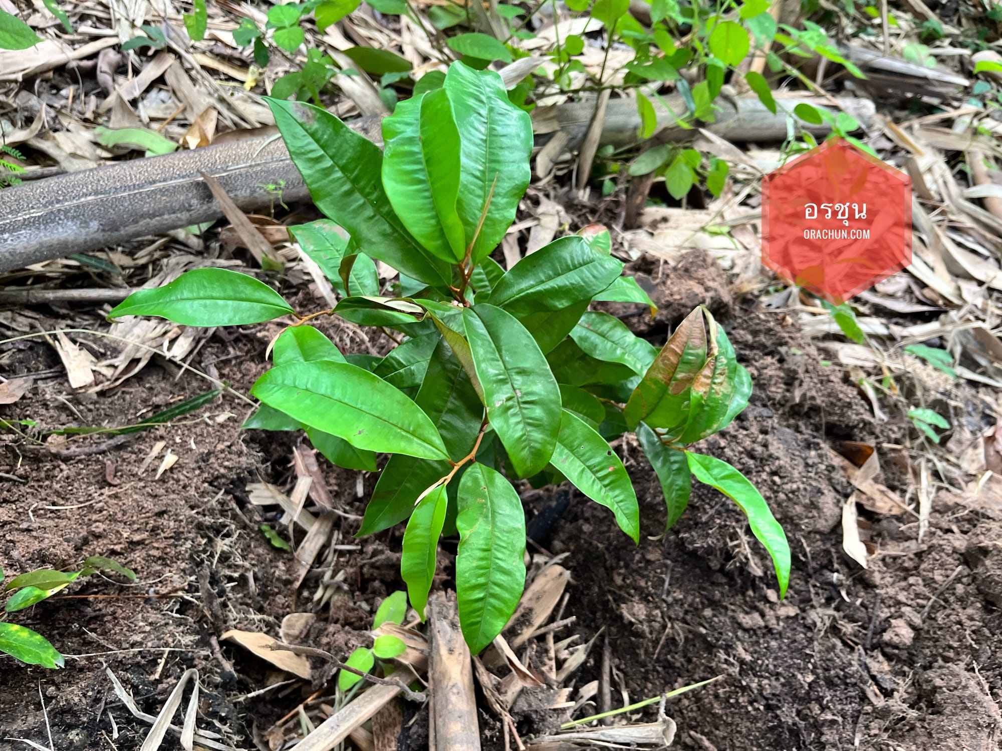 Star Apple